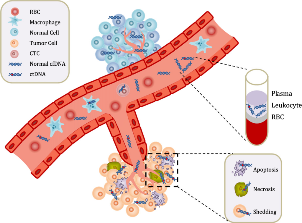 ctdna-4