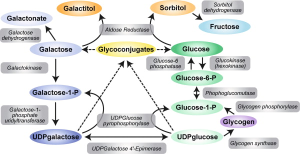 Rối loạn chuyển hóa đường galactose (Galactosemia) 1