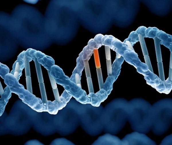 bản chất của mã di truyền là gì