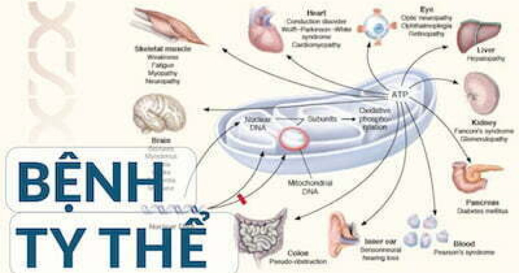 Khảo sát 37 gen mtDNA trong ty thể - Bệnh ty thể 5