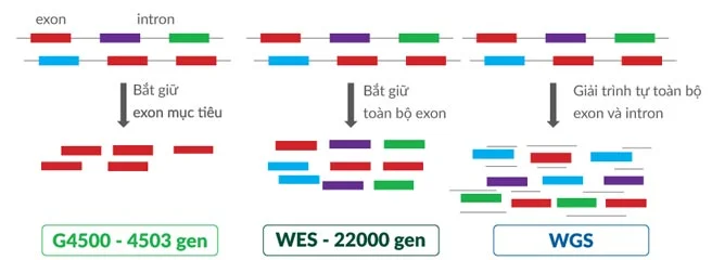 Phân tích bộ gen: WGS, WES, G4500/CES 4