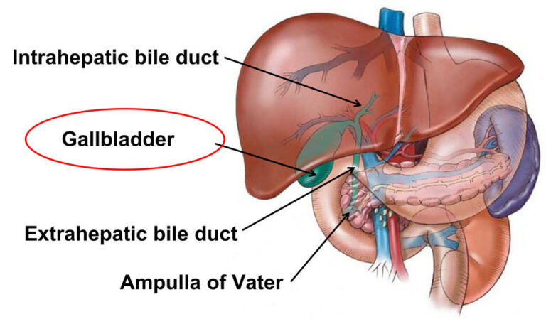 Ung thư đường mật là loại ung thư ác tính phát sinh từ các tế bào biểu mô lót trong hệ thống đường mật. Ảnh: dceg.cancer.gov