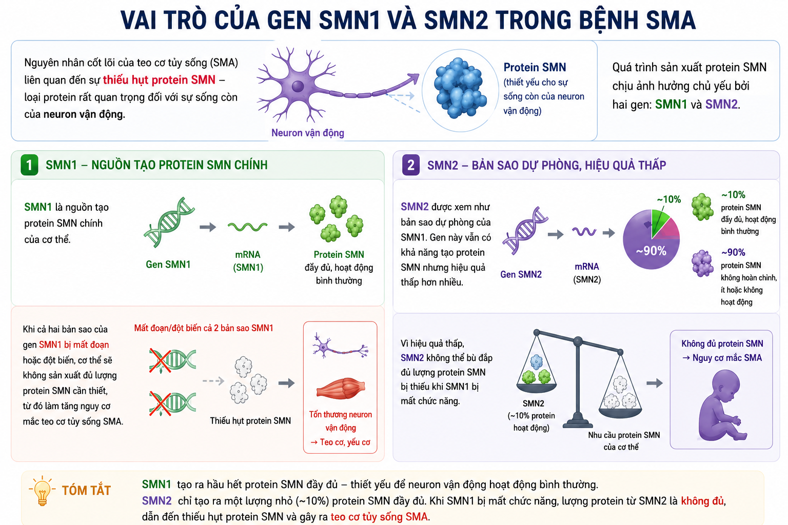 Vai trò của gen SMN1 và SMN2
