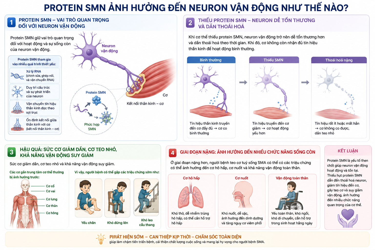 Tác động của protein SMN đến neuron vận động