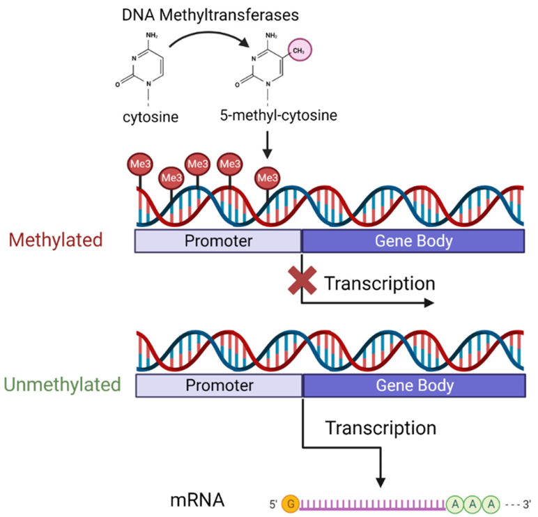 Hướng tiếp cận mới trong tầm soát ung thư phụ khoa - Methyl hóa DNA 1 methyl hóa DNA