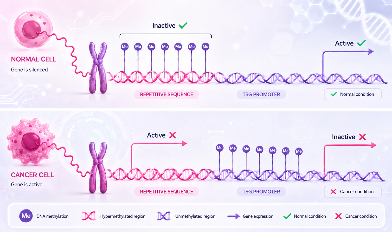 Hướng tiếp cận mới trong tầm soát ung thư phụ khoa - Methyl hóa DNA 3 Hướng tiếp cận mới trong tầm soát ung thư phụ khoa - Methyl hóa DNA 2