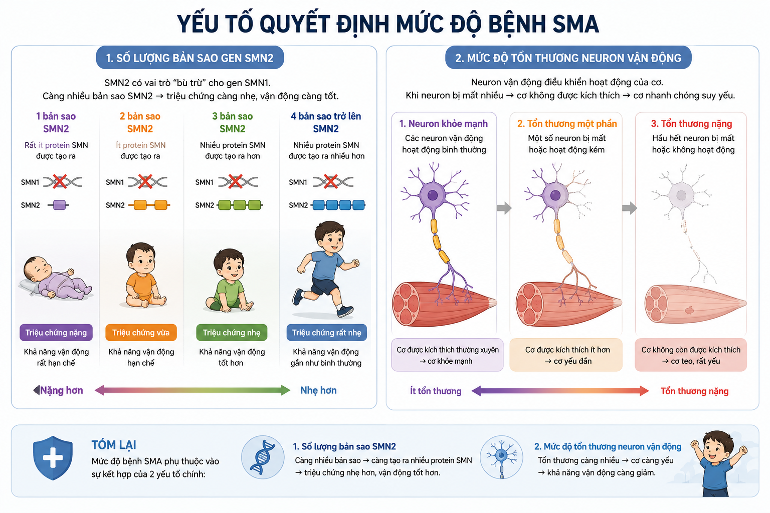 Yếu tố chính quyết định mức độ bệnh SMA