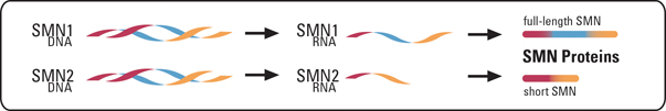 SMA chủ yếu do đột biến trên gen SMN1 gây ra