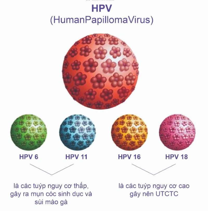 Những HPV tuýp nguy cơ cao gây ung thư cổ tử cung phụ nữ cần biết 1 HPV nguy cơ cao gây ung thư cổ tử cung